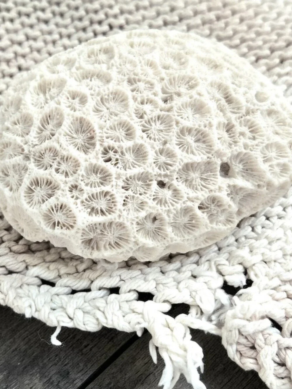 Small Fist-Size Coral Closed Brain or Moon Natural Nautical Shelf Aquarium Decor